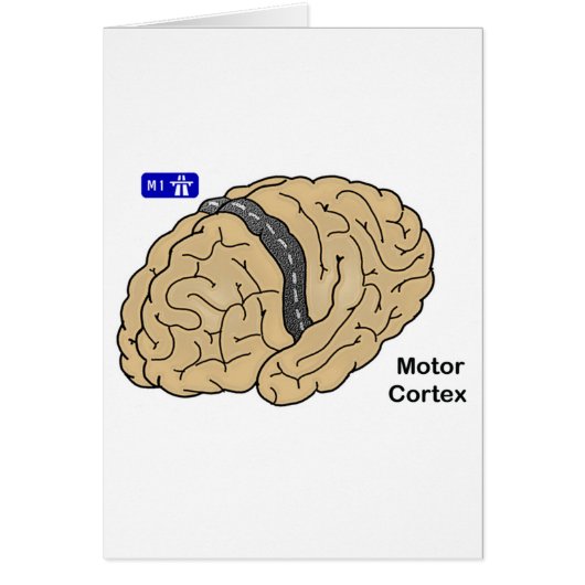 Motor Cortex Cards (Front)