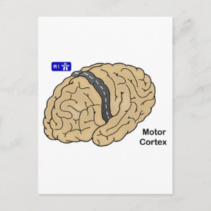 Motor Cortex Postcard