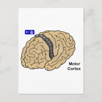 Motor Cortex Postcard