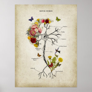 Motor Neuron Anatomy with Flowers Poster