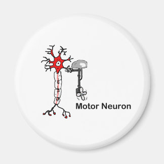 Motor Neuron Magnet