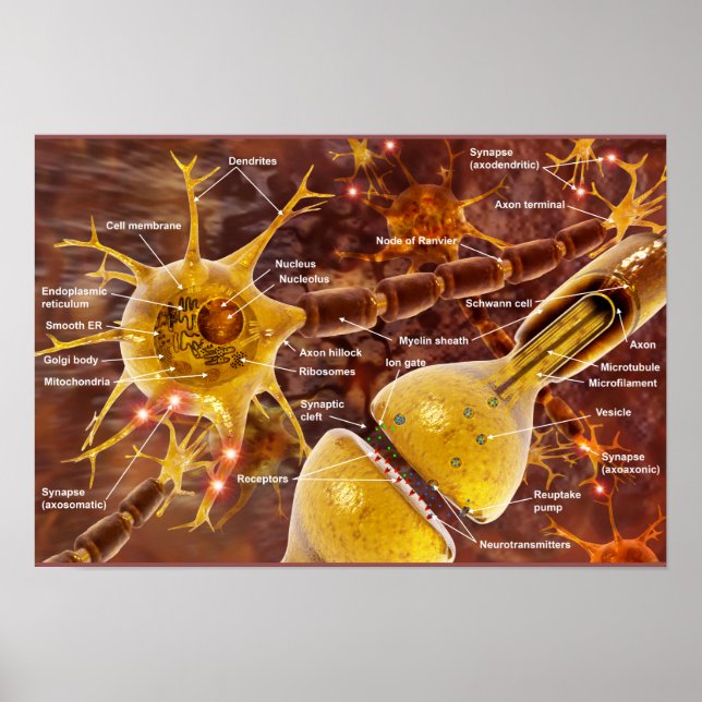 Motor Neurons Poster (Front)