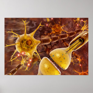 Motor Neurons Poster