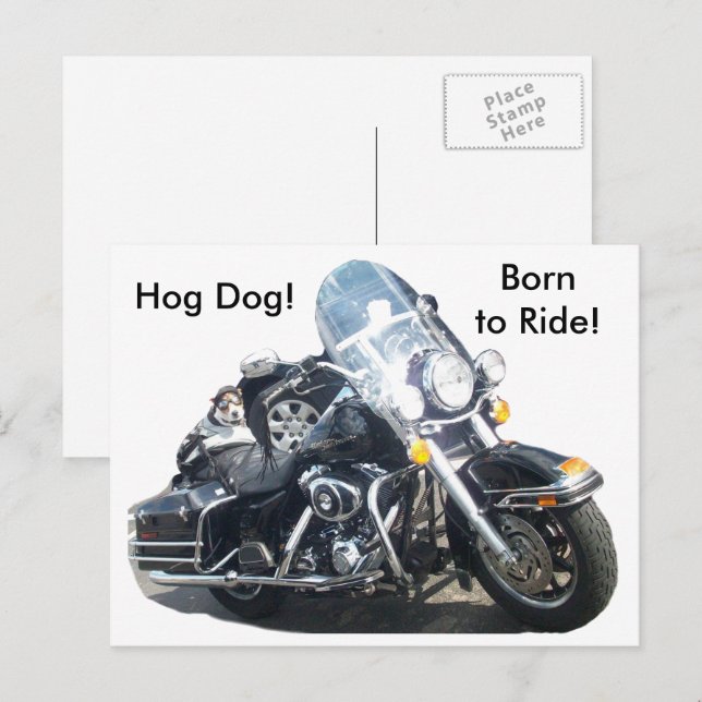 Motorcycle Hog Dog Born To Ride Russell Terrier Postcard (Front/Back)