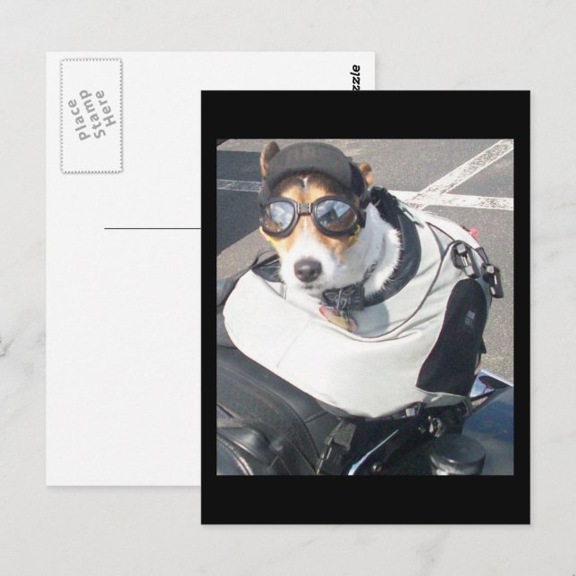 Motorcycle Hog Dog Born To Ride Russell Terrier Postcard (Front/Back)