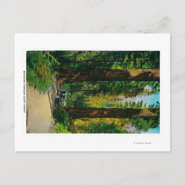 Motoring Through Giant Forest, Redwoods Postcard (Front)