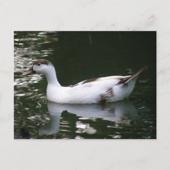 Mottled Duck Postcard by Fallen_Angel_483 at Zazzle