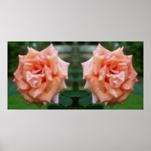 Mottled Peach Rose In Bloom Mirror Abstract Poster