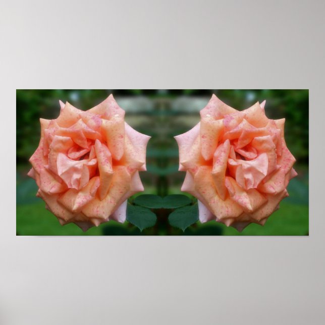 Mottled Peach Rose In Bloom Mirror Abstract Poster (Front)