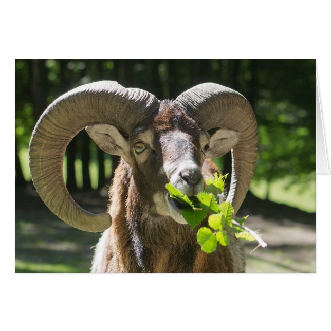 Mouflon Ram Cards (Front Horizontal)