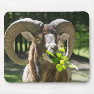 Mouflon Ram Mouse Pad