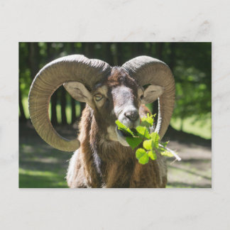 Mouflon Ram Postcard