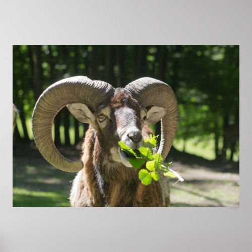 Mouflon Ram Poster