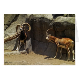 Mouflon Wild Sheep Scratching 1 Cards