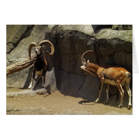 Mouflon Wild Sheep Scratching 1 Cards (Front Horizontal)
