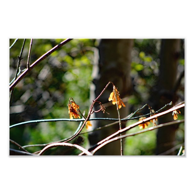 Mount Baldy Photo Print (Front)