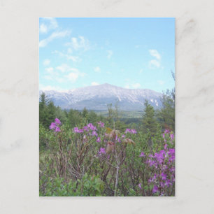 Mount Katahdin and wild flowers Postcard