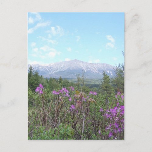 Mount Katahdin and wild flowers Postcard