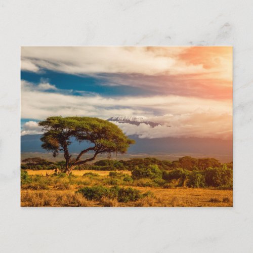 Mount Kilimanjaro  Amboseli Kenya Postcard