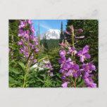 Mount Rainier Between Purple Phlox Flowers Postcard