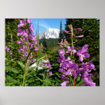 Mount Rainier Between Purple Phlox Flowers Poster