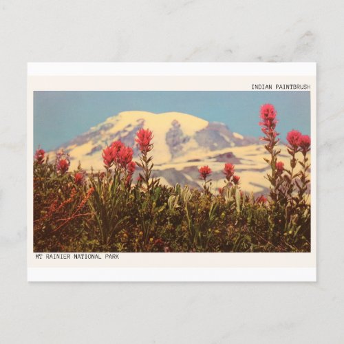 Mount Rainier Indian Paintbrush Postcard