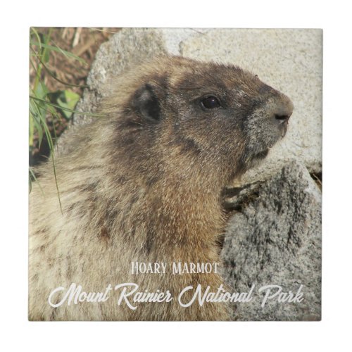 Mount Rainier National Park Hoary Marmot Ceramic Tile