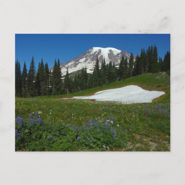 Mount Rainier, Wildflowers and Snow Postcard (Front)