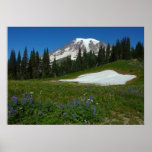Mount Rainier, Wildflowers and Snow Poster