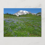 Mount Rainier with Purple Lupins Postcard