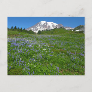 Mount Rainier with Purple Lupins Postcard