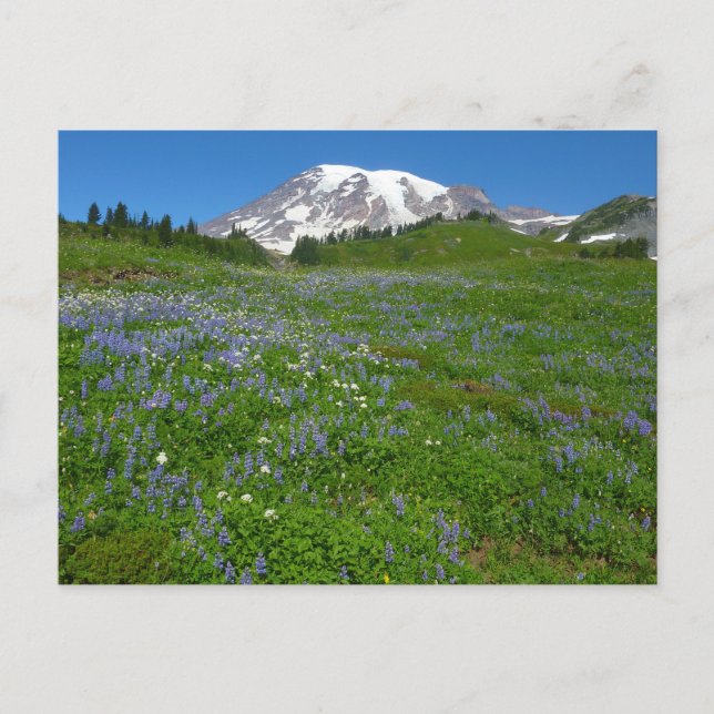 Mount Rainier with Purple Lupins Postcard (Front)