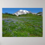Mount Rainier with Purple Lupins Poster