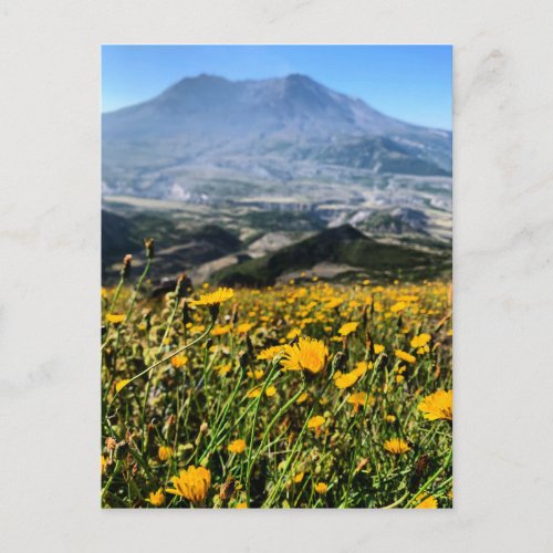 Mount St Helens Oregon Summer Flowers Postcard