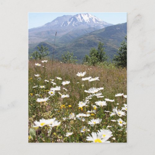 Mount St Helens Postcard
