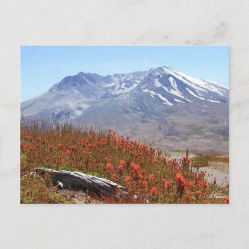 Mount St Helens Wildflowers Postcard