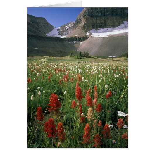 MOUNT TIMPANOGOS WILDERNESS, UT, US, CARDS (Front)