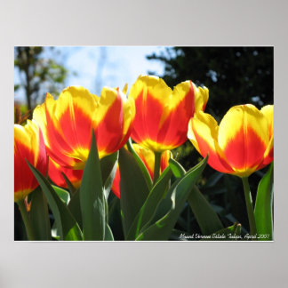 Mount Vernon Estate Tulips Poster