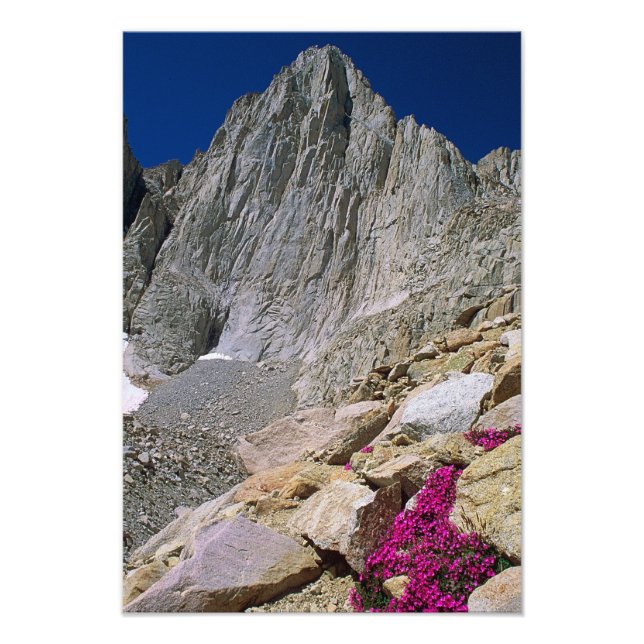Mount Whitney And Wildflowers Photo Print (Front)
