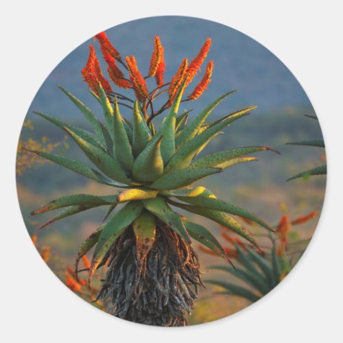 Mountain Aloe Aloe Marlothii Berger 2 Classic Round Sticker