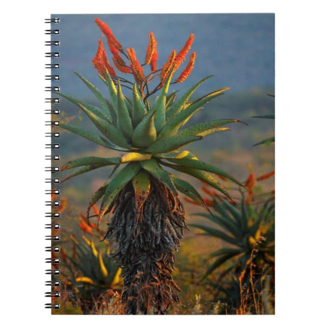 Mountain Aloe (Aloe Marlothii Berger) 2 Notebook (Front)