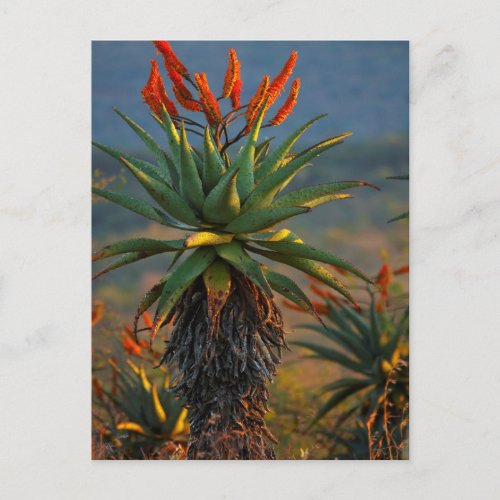 Mountain Aloe Aloe Marlothii Berger 2 Postcard