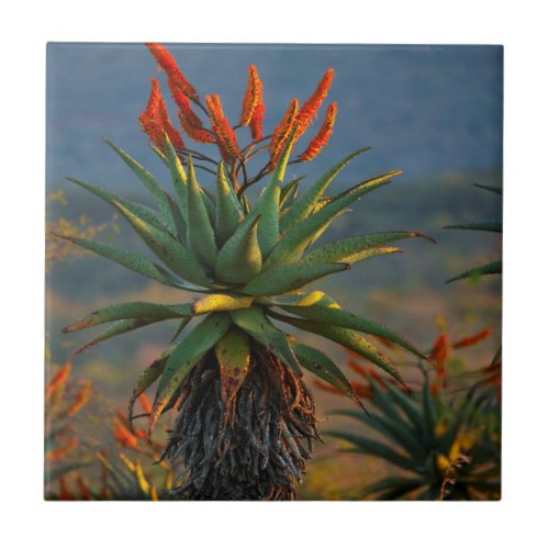 Mountain Aloe Aloe Marlothii Berger 2 Tile