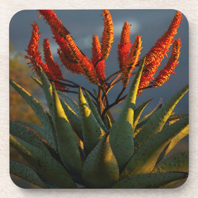 Mountain Aloe (Aloe Marlothii Berger) Coaster (Front)
