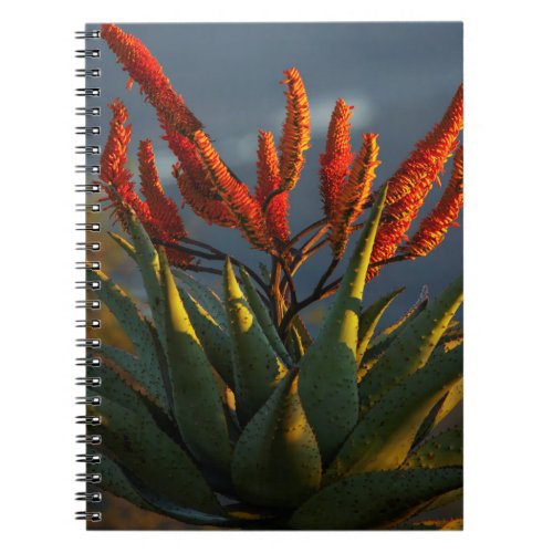 Mountain Aloe Aloe Marlothii Berger Notebook