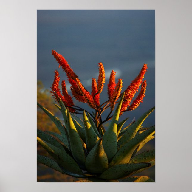 Mountain Aloe (Aloe Marlothii Berger) Poster (Front)