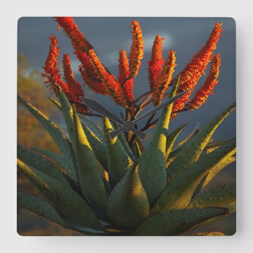 Mountain Aloe Aloe Marlothii Berger Square Wall Clock