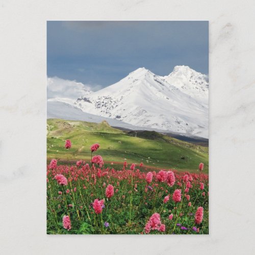 Mountain and Meadow Postcard