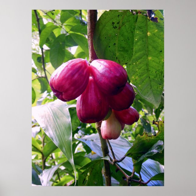 Mountain Apples Poster (Front)