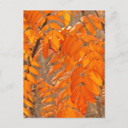 Mountain Ash Leaves in Autumn Postcard